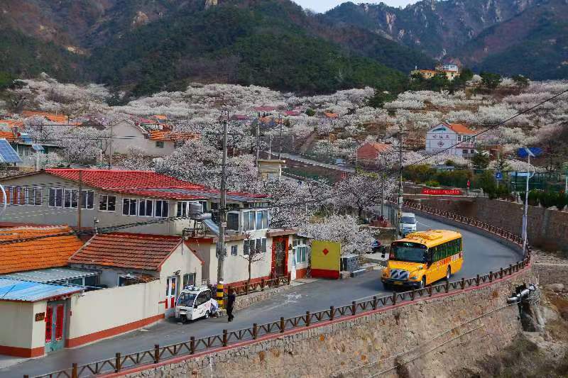 青島給全國立標準！全國首個校車運營服務管理團體標準正式發布