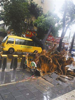 深圳羅湖區大樹砸壞幼兒園校車，沒有人員傷亡