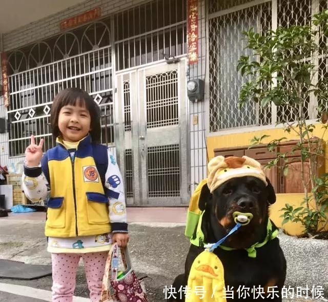 狗狗背著書包叼著奶嘴等校車，老師卻說：你超重了不能上！