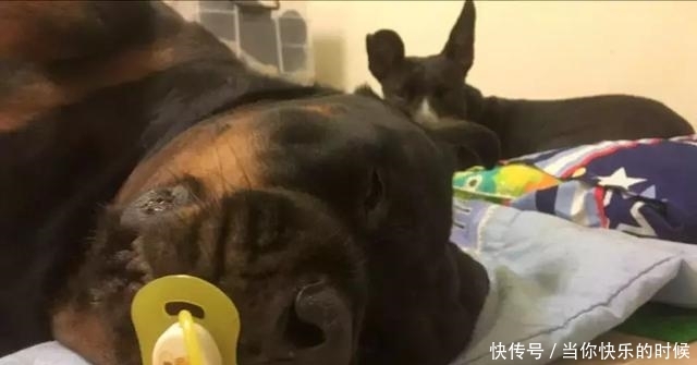 狗狗背著書包叼著奶嘴等校車，老師卻說：你超重了不能上！